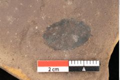 Foto (Detailsansicht) von Quercus palaeoilex Ettingshausen (NHMW-GEO-2024-0188-0921)